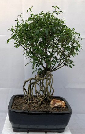 Chinese Flowering White Serissa Bonsai TreeTree of a Thousand