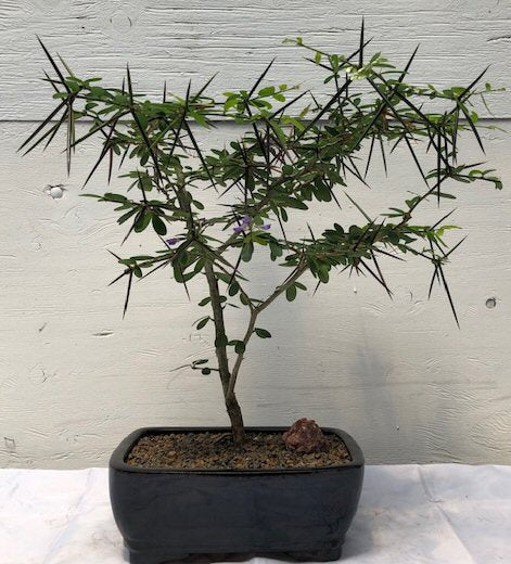 Flowering Desmodium Bonsai Tree(Desmodium Unifoliatium)