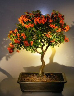 Flowering Pyracantha Bonsai Tree (pyracantha 'mohave')
