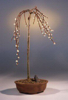 Flowering Weeping Pussy Willow Bonsai Tree (salix caprea 'kilmarnock')