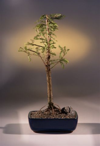 Bald Cypress Bonsai Tree(taxodium distichum)