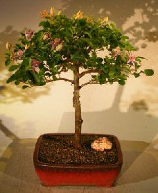 Flowering Lavender Star Flower Bonsai Tree - Large(Grewia