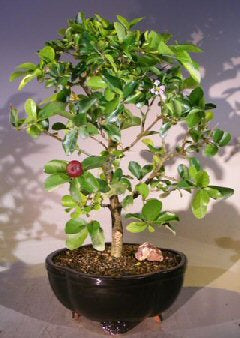 Flowering Dwarf Weeping Barbados Cherry Bonsai Tree - Large(malpighia