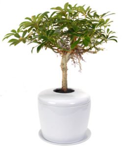 Hawaiian Umbrella Bonsai Tree (arboricola schefflera 'luseanne') and
